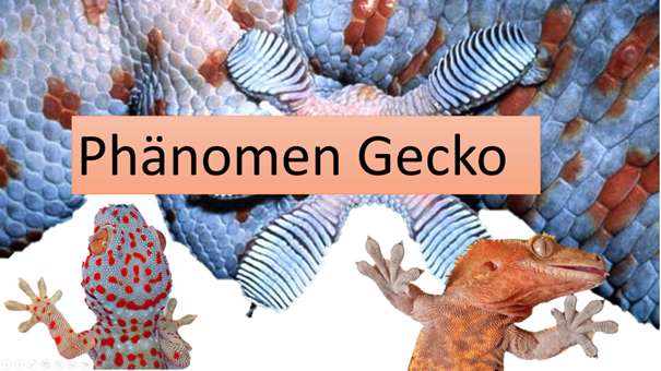 Datei:Gecko.png
