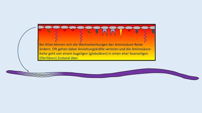 Einheit Eiweiße F3 Hitzedenat.jpg